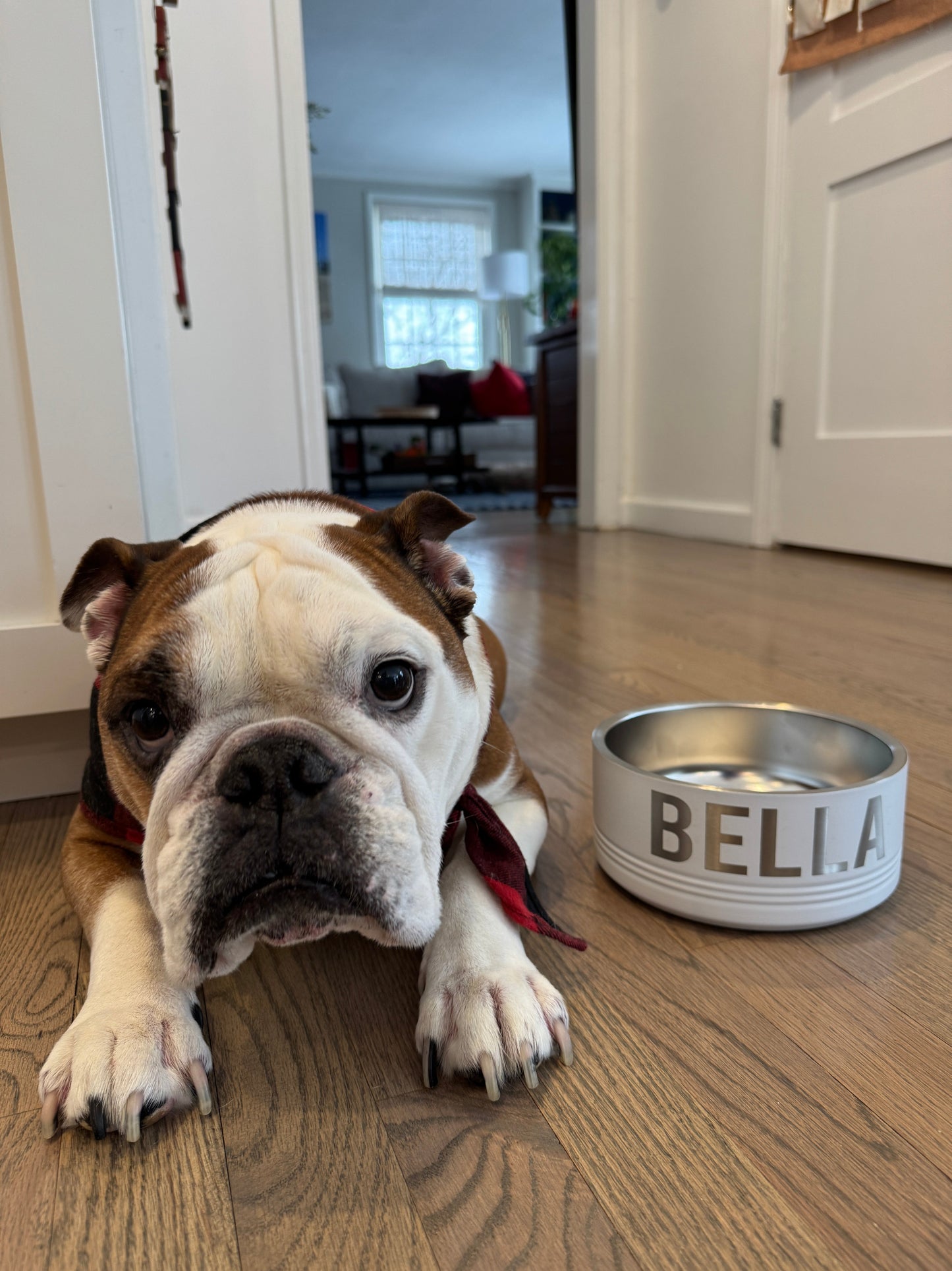 Custom Laser Engraved Dog Bowls | Personalized Pet Bowl Everything Labeled