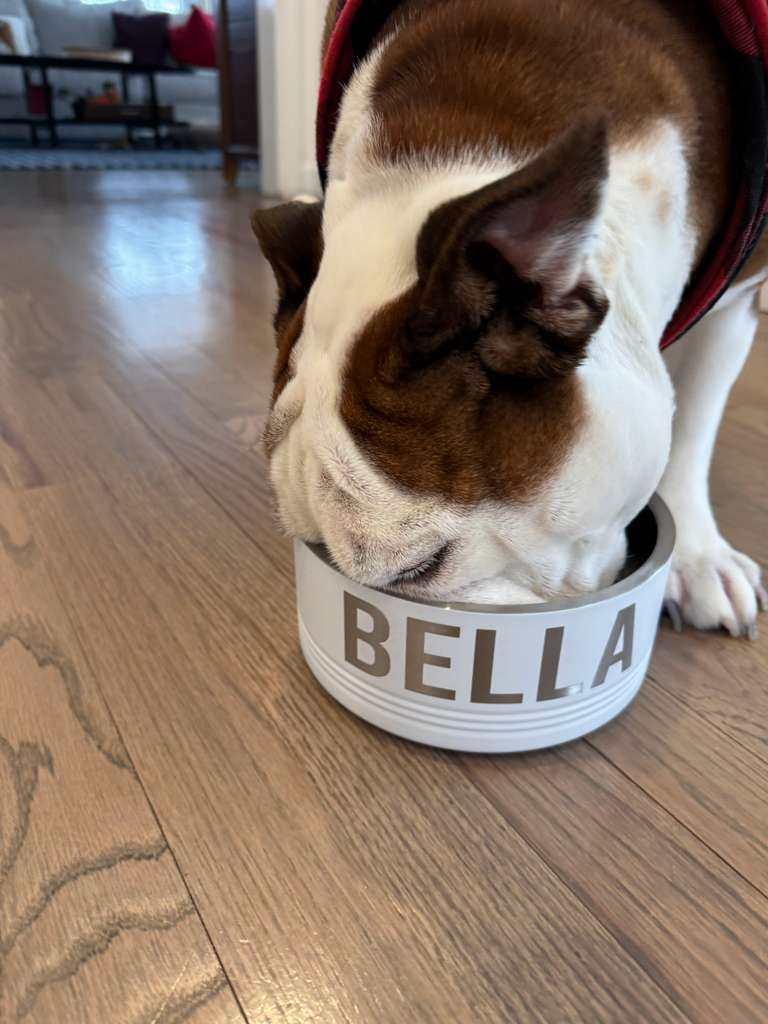Dog eating from a white bowl labeled 'Bella' on a wooden floor.