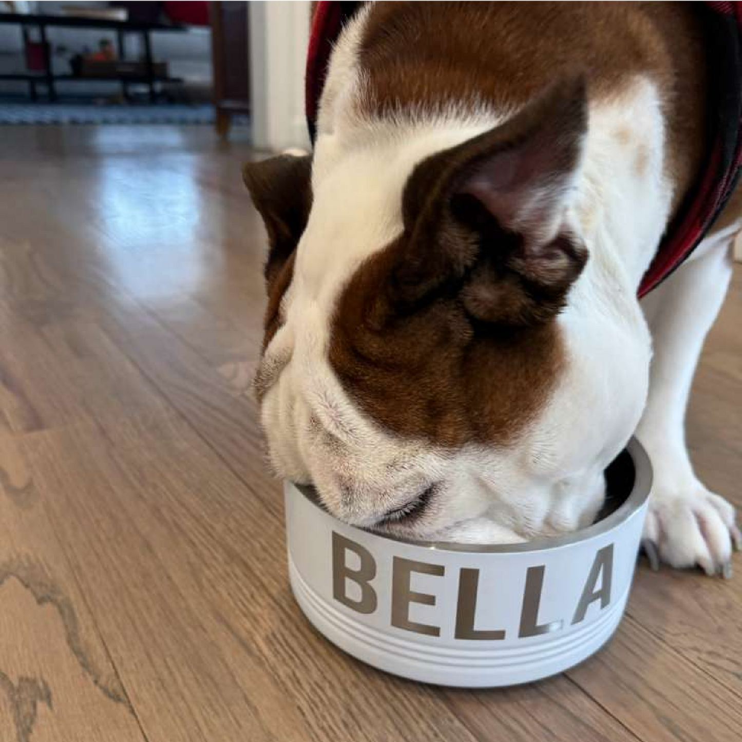 Dog eating from a white bowl labeled 'Bella' on a wooden floor.